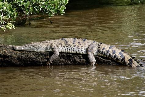 American Crocodile (Florida Wildlife) · iNaturalist