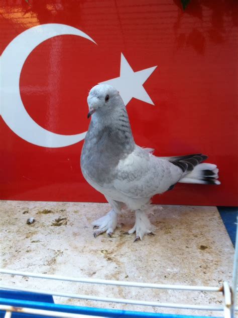 Magic Fancy Pigeons - Pigeons For Sale, Turkish Tumbler, Shakhsharli ...