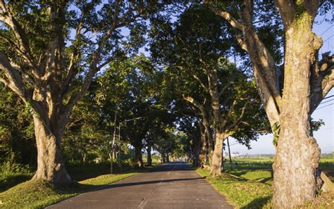 Pili trees line Pili Drive inside the University of the Philippines at ...