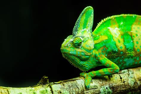 10 Very Interesting Facts About Chameleons That Might Surprise You - BuzzSharer.com