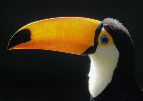 Toco toucan beak structure - ZooChat