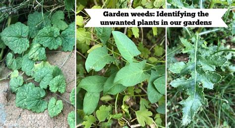 Garden Weeds: Identifying the unwanted plants in our gardens