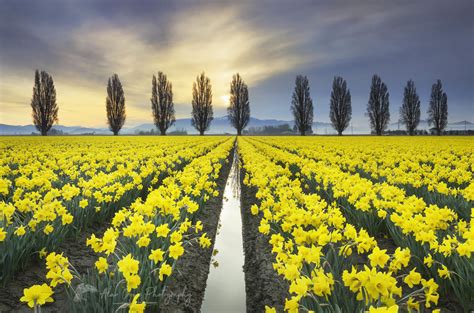 Skagit Valley Daffodil Fields, Washington Sunrise over the Skagit ...