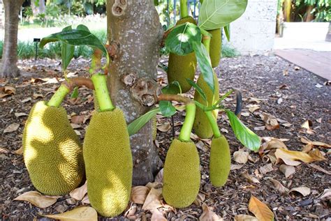 Garden of Aaron: Fairchild Garden Breeds Better Jackfruit, Hosts a Jubilee!