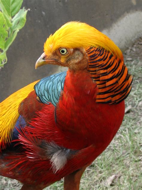 File:Golden Pheasant 09.jpg - Wikimedia Commons