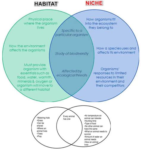 Niche Vs Habitat : Definition, Examples, Differences and Diagrams - Laboratoryinfo.com