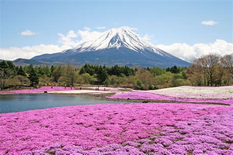 At the base of majestic Mount Fuji in Japan, the Fuji Shibazakura Festival celebrates the ...