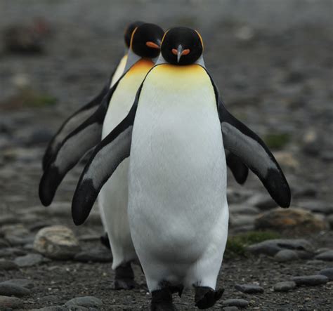 Most King Penguins may either starve or relocate as the oceans warm ...