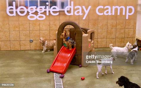 Petsmart Pets Hotel Photos and Premium High Res Pictures - Getty Images