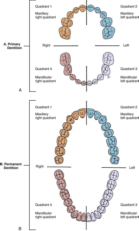 4. Dental Anatomy | Pocket Dentistry | Zahnmedizin, Medizin ...