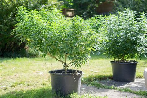 Grow Cannabis Outdoors: Start to Finish - GrowDoctor Guides