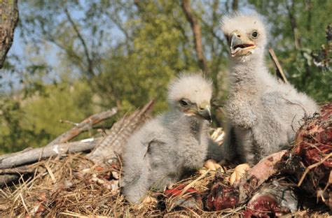 From Nestling to Flight - 6 Amazing Baby Eagle Facts and Pictures - Animal Corner