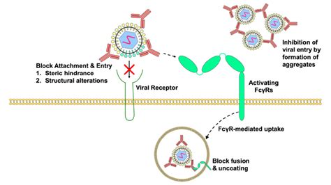 Mechanisms by which pre-existing antibodies neutralize LAVs. Antibodies ...