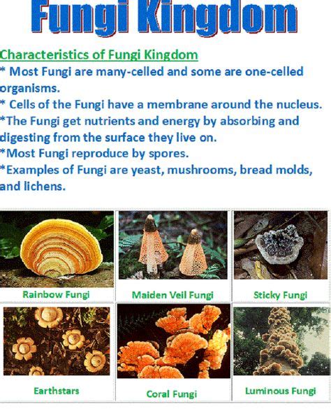 Fungi Kingdom Chart | Dominios de la naturaleza, Fungi, Ciencia