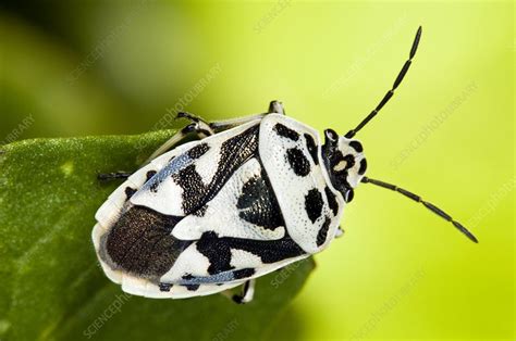 Shield bug - Stock Image - C007/1323 - Science Photo Library