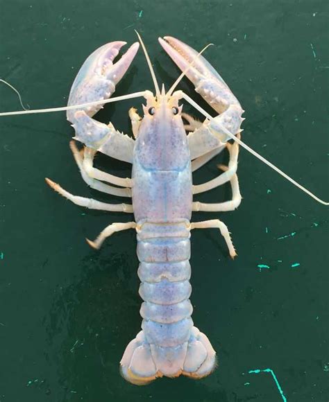 Rarest of them all: White lobster caught off Maine coast