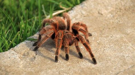 Chilean Rose Hair Tarantula | BREC's Baton Rouge Zoo