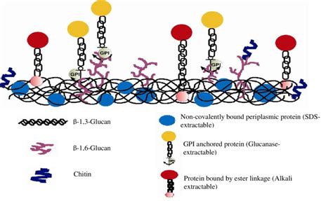 Architecture of yeast cell wall. | Download Scientific Diagram