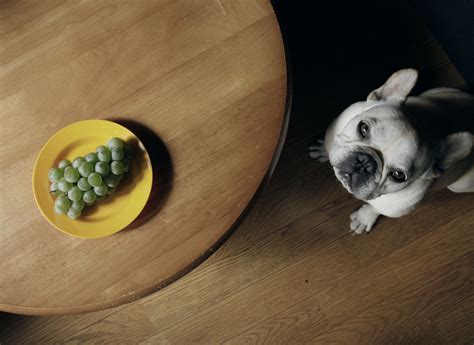 Grapes and Raisins Can Kill Dogs