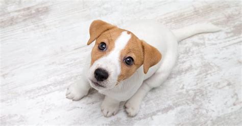 225+ Best Jack Russell Terrier Names - My Dog's Name