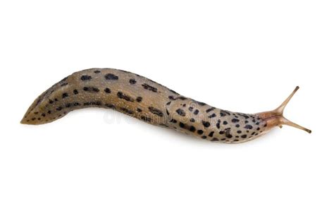 Leopard Slug stock photo. Image of slimy, isolated, crawling - 4612404