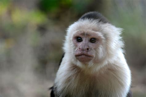 White Headed Capuchin Monkey Fact Sheet - C.S.W.D