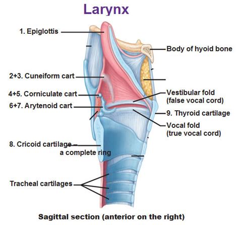 The Respiratory System