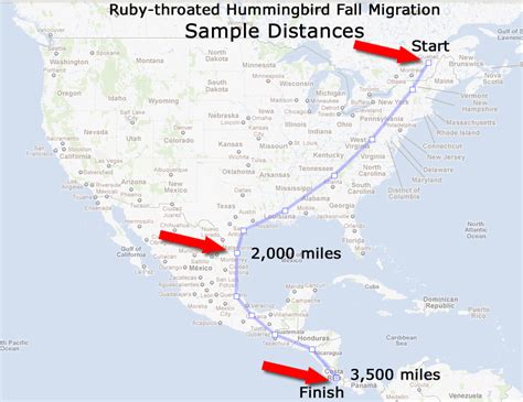 ruby-throated hummingbird migration - this map was recently proved wrong. The hummingbirds actua ...