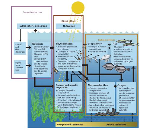 Eutrophication Process Explanation Water Pollution Stages Outline Diagram Labeled Educational ...