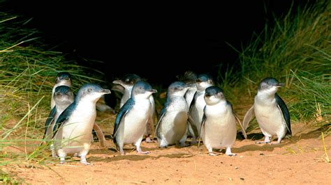 Phillip Island Nature Parks, Attraction, Phillip Island, Victoria ...