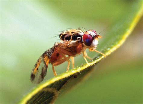 Mediterranean fruit fly - Students | Britannica Kids | Homework Help