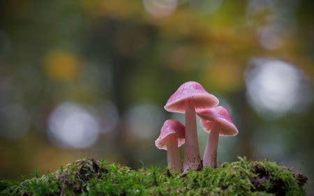 Pink mushrooms - Forests & Nature Background Wallpapers on Desktop ...