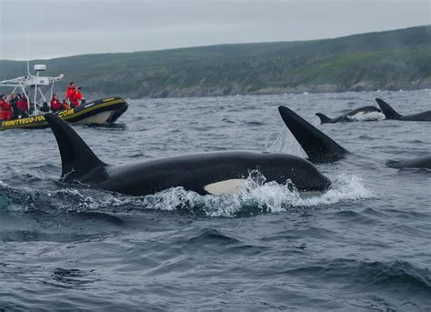 Best Whale Watching Tours in Newfoundland - Trinity Eco Tours