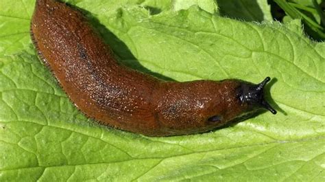 Beware the super slug! Experts fear new invasion of Spanish slugs is "a ...