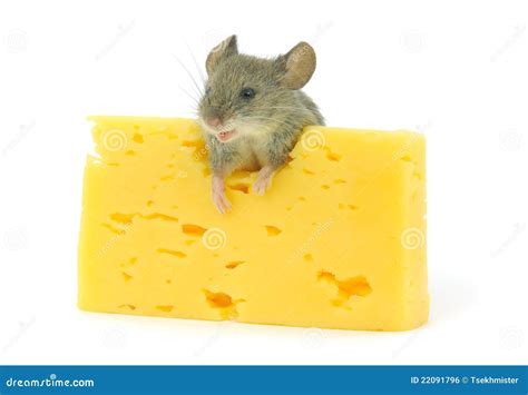 Mouse And Cheese Royalty Free Stock Image - Image: 22091796