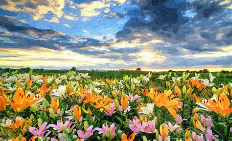 Lilies Field At Sunset Painted Digital Art Photograph by Sandi OReilly ...