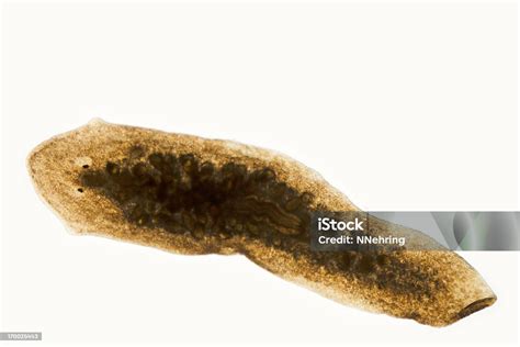 Planaria Dugesia Species Micrograph Stock Photo - Download Image Now - Planarian, Animal, Animal ...