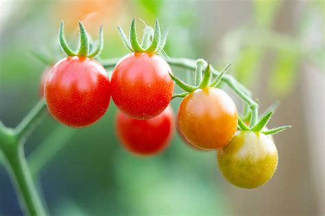 Ripening Tomatoes off the Vine: 10 Simple Steps Ripen Faster