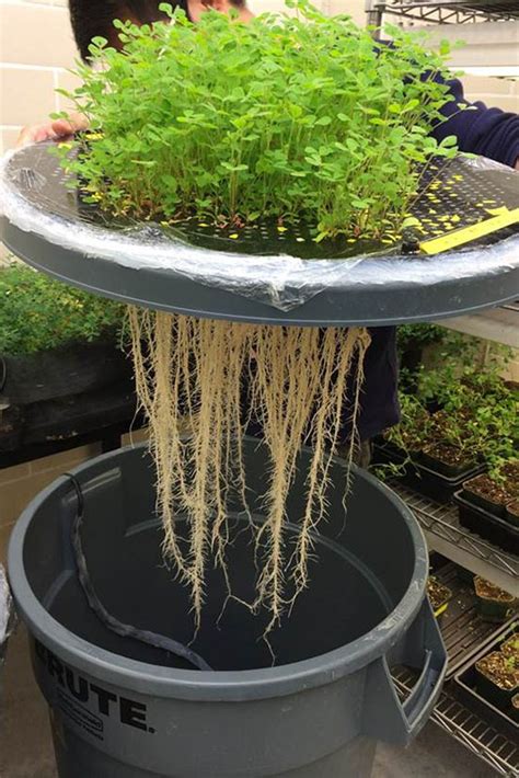 Biologists publish method for aeroponic system to grow plants that aids researchers - Eastern