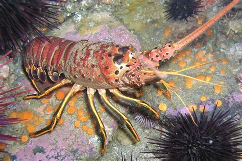 California Spiny Lobster - Channel Islands National Park (U.S. National Park Service)