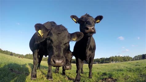 Black Aberdeen Angus Cattle Facts and Trivia