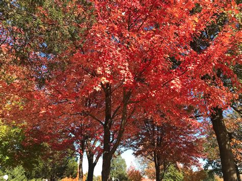 Will fall foliage colors in N.J. be dimmed by heat wave? Here’s what ...