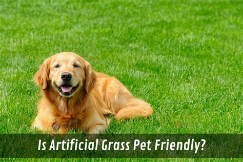 Is Artificial Grass Pet Friendly?