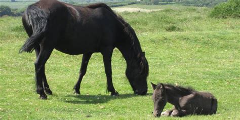 The Dartmoor Pony: All About This Popular Children’s Riding Breed – Insider Horse – Latest ...