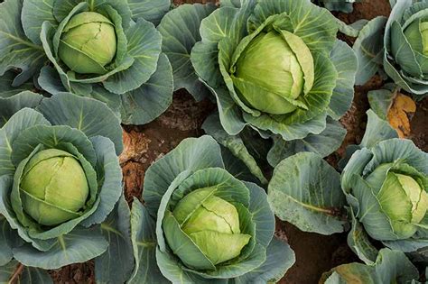 How to Harvest Cabbage | Gardener's Path