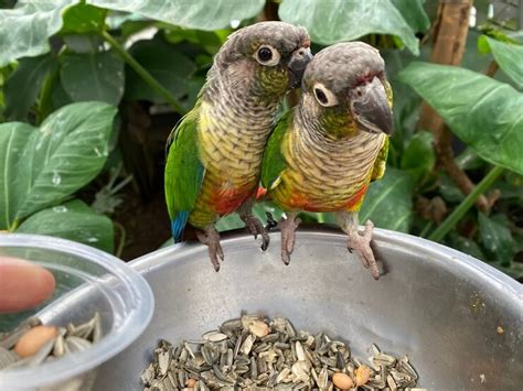 Green-Cheeked Conure: Personality, Care And Nutrition - We're All About Pets