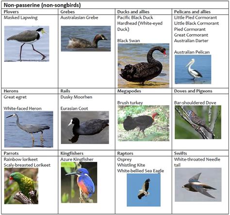 Birds of the Noosa Everglades and Upper Noosa River - Kanu Kapers Australia