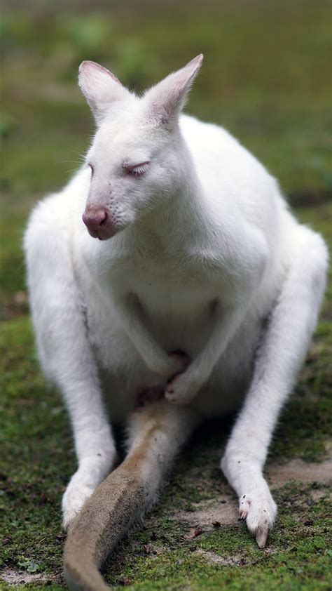 Kangaroo Albino Marsupial To - Free photo on Pixabay - Pixabay