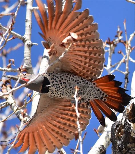 What a beautiful photo of a male red-shafted Northern flicker in flight ...