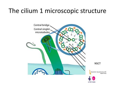 PPT - The cilium 1 microscopic structure PowerPoint Presentation, free ...